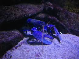 Image result for Homarus gammarus