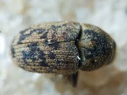 Attēlu rezultāti vaicājumam “Tetratoma fungorum”