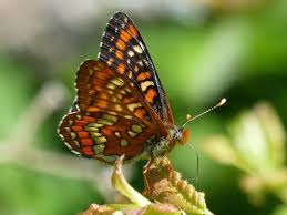 Attēlu rezultāti vaicājumam “Euphydryas maturna”