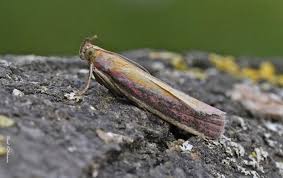 Attēlu rezultāti vaicājumam “Oncocera semirubella”