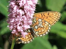 Attēlu rezultāti vaicājumam “Boloria eunomia”