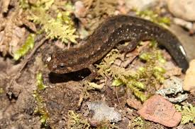 Attēlu rezultāti vaicājumam “Didymodon fallax var. brevifolius”