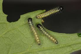 Attēlu rezultāti vaicājumam “Pieris brassicae larva”