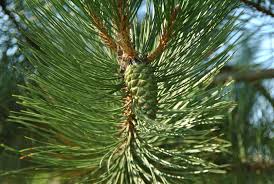 Attēlu rezultāti vaicājumam “Pinus nigra”