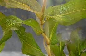 Attēlu rezultāti vaicājumam “Potamogeton praelongus”