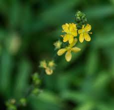 Attēlu rezultāti vaicājumam “Agrimonia pilosa flower”