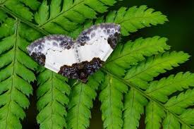 Attēlu rezultāti vaicājumam “Mesoleuca albicillata”