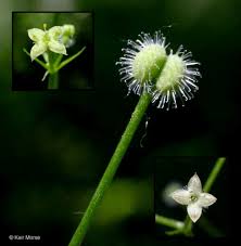 Attēlu rezultāti vaicājumam “Galium schultesii flower”