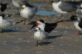 Image result for Sterna acuflavida