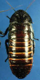 Attēlu rezultāti vaicājumam “Chimabachidae”