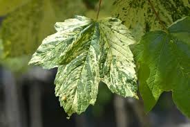 Attēlu rezultāti vaicājumam “Acer pseudoplatanus fo. purpurascens leaf”