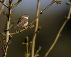 Attēlu rezultāti vaicājumam “Sylvia communis adult”