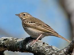Attēlu rezultāti vaicājumam “Anthus trivialis”