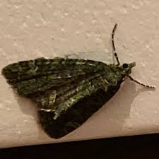 Attēlu rezultāti vaicājumam “Chloroclysta siterata”