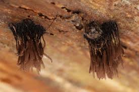 Attēlu rezultāti vaicājumam “Stemonitis fusca stalked”