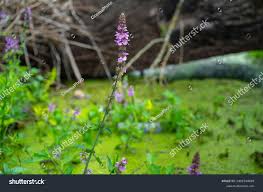 Attēlu rezultāti vaicājumam “Stachys palustris flower”