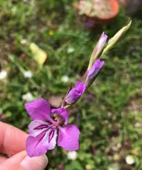 Attēlu rezultāti vaicājumam “Gladiolus imbricatus flower”