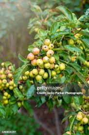 Attēlu rezultāti vaicājumam “Malus x zumi fruit”