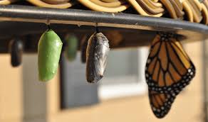 Attēlu rezultāti vaicājumam “pupa”