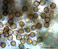 Attēlu rezultāti vaicājumam “Fuligo septica var. flava macro”