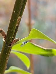 Attēlu rezultāti vaicājumam “Drepanosiphum platanoidis exuvia”