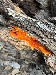 Attēlu rezultāti vaicājumam “Ceriporia”