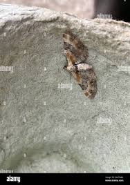 Attēlu rezultāti vaicājumam “Eupithecia linariata”