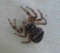 Attēlu rezultāti vaicājumam “Salticus sp.”