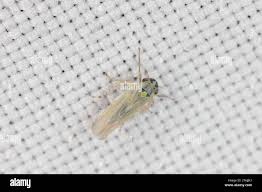 Attēlu rezultāti vaicājumam “Macrosteles sp. nymph”