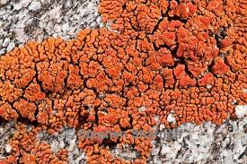 Attēlu rezultāti vaicājumam “Caloplaca saxicola”