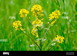 Attēlu rezultāti vaicājumam “Rorippa sylvestris flower”