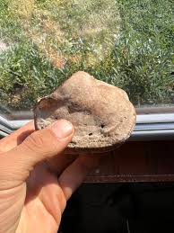 Attēlu rezultāti vaicājumam “Phellinus robustus”