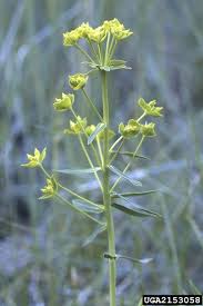 Attēlu rezultāti vaicājumam “Euphorbia virgata”