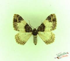 Attēlu rezultāti vaicājumam “Catarhoe cuculata”