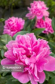 Image result for Pfingstrose