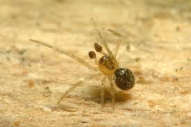 Attēlu rezultāti vaicājumam “Paidiscura pallens”