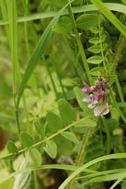 Attēlu rezultāti vaicājumam “Vicia sepium flower”