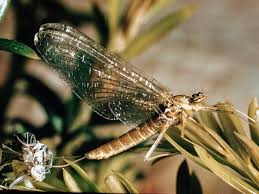 Attēlu rezultāti vaicājumam “Heptagenia sulphurea female”