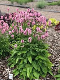 Attēlu rezultāti vaicājumam “Stachys officinalis leaf”