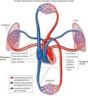 Learning the cardiocascular System