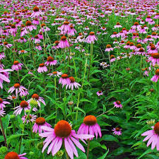 Image result for Echinacea purpurea