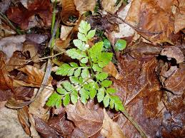 Attēlu rezultāti vaicājumam “Botrychium multifidum”