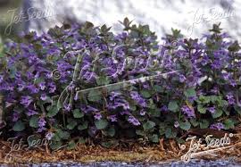 Attēlu rezultāti vaicājumam “Glechoma hederacea flower”