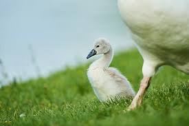 Attēlu rezultāti vaicājumam “Cygnus olor juvenile”