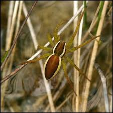 Attēlu rezultāti vaicājumam “Dolomedes fimbriatus”