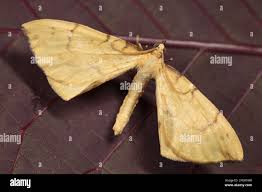 Attēlu rezultāti vaicājumam “Eulithis pyraliata”