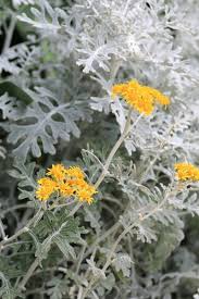 Image result for Cineraria maritima