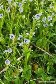 Attēlu rezultāti vaicājumam “Veronica serpyllifolia leaf”