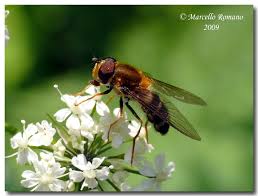 Attēlu rezultāti vaicājumam “Leucozona glaucia”