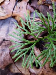 Attēlu rezultāti vaicājumam “Diphasium complanatum”
